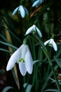 Snowdrop spring flowers. Galanthis in early spring gardens. Delicate Snowdrop flower is one of the spring symbols .The first early Royalty Free Stock Photo