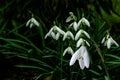 Snowdrop spring flowers. Galanthis in early spring gardens. Delicate Snowdrop flower is one of the spring symbols .The first early Royalty Free Stock Photo