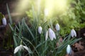 Snowdrop spring flowers. Galanthis in early spring gardens. Delicate Snowdrop flower is one of the spring symbols .The first early Royalty Free Stock Photo