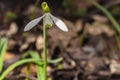 Snowdrop spring flowers.Delicate Snowdrop flower is one of the spring symbols .The first early snowdrop flower.White snowdrop Royalty Free Stock Photo