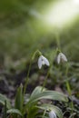 Snowdrop spring flowers. Galanthis in early spring gardens. Delicate Snowdrop flower is one of the spring symbols Royalty Free Stock Photo