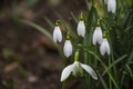 Snowdrop spring flowers. Galanthis in early spring gardens. Delicate Snowdrop flower is one of the spring symbols Royalty Free Stock Photo