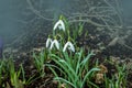 Snowdrop spring flowers. Galanthis in early spring gardens. Delicate Snowdrop flower is one of the spring symbols Royalty Free Stock Photo