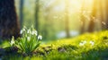 snowdrop spring flowers in the grass