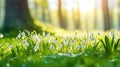 snowdrop spring flowers in the grass