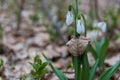 Snowdrop spring flowers in leaf Royalty Free Stock Photo