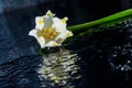 Snowdrop spring flowers. leaf, nature, plant, white, flowers, sun