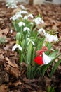 Snowdrop spring flowers with martenitsa. Baba Marta day Royalty Free Stock Photo