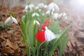 Snowdrop spring flowers with martenitsa. Baba Marta day Royalty Free Stock Photo