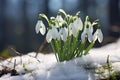 Snowdrop spring flowers in snow