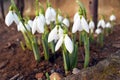 Snowdrop spring flowers. Snowdrop forest Royalty Free Stock Photo