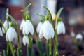 Snowdrop spring flowers. Snowdrop forest Royalty Free Stock Photo