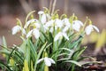 Snowdrop spring flowers. Snowdrop Snowdrop forest Royalty Free Stock Photo