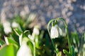 Snowdrop spring flowers Royalty Free Stock Photo