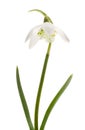 Snowdrop- spring white flower (Galanthus nivalis) Royalty Free Stock Photo