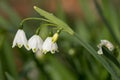 Snowdrop stem with three flowers on blurry background Royalty Free Stock Photo