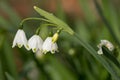 Snowdrop stem with three flowers on blurry background