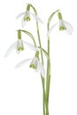 Snowdrop Royalty Free Stock Photo