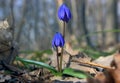 Snowdrop two big blue heads on sun Royalty Free Stock Photo