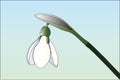 Snowdrop vector illustration on light background