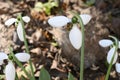 Snowdrop very nice white first winter flower close up i Royalty Free Stock Photo