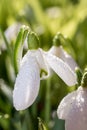 Snowdrop water droplets Royalty Free Stock Photo