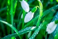 Snowdrop. White flowers on field early spring flowers. Galanthus nivalis