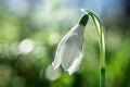 Snowdrop. White flowers on field early spring flowers. Galanthus nivalis Royalty Free Stock Photo