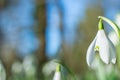 Snowdrop. White flowers on field early spring flowers. Galanthus nivalis Royalty Free Stock Photo