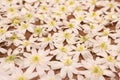 Snowdrop white flowers pattern texture background. Tender white snowdrop flowers bouquet background. First spring flowers
