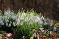 Snowdrop Royalty Free Stock Photo