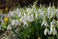 Snowdrop Royalty Free Stock Photo