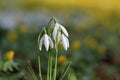 Snowdrop Royalty Free Stock Photo
