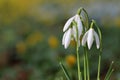 Snowdrop Royalty Free Stock Photo