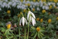 Snowdrop Royalty Free Stock Photo