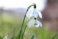 Snowdrop Royalty Free Stock Photo