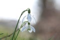 Snowdrop Royalty Free Stock Photo