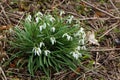 Snowdrop Royalty Free Stock Photo