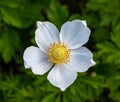 Snowdrop Windflower Anemone sylvestris close_up of flowers. Baden Baden, Baden Wuerttemberg, Germany