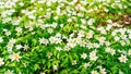 Snowdrop windflower meadow on sunny day close up photo. Spring flower background. Anemone or spring snowflake flowers in a forest