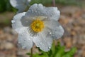 Snowdrop windflower after the rain