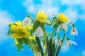 Snowdrop and winter aconite Royalty Free Stock Photo