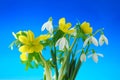 Snowdrop and winter aconite Royalty Free Stock Photo