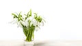 Snowdrop flowers on white background