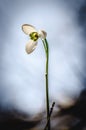 Snowdrop from worms eye view Royalty Free Stock Photo