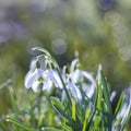 Snowdropflowers Royalty Free Stock Photo