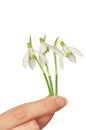 Snowdrops Royalty Free Stock Photo