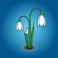 Tender snowdrops on a blue background, early signs of spring, the awakening of nature