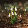 Snowdrops