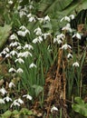 Snowdrops Royalty Free Stock Photo